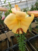 [4443 PO39 Morini No02.JPG]